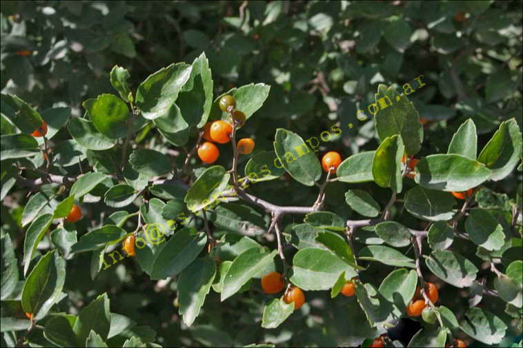 75+19 ha. en Magdalena (BA)