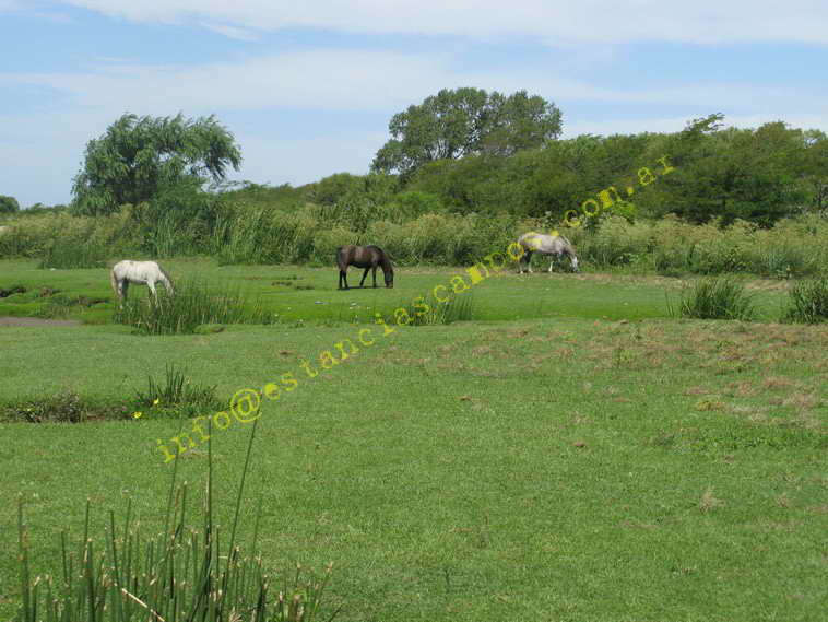 75+19 ha. en Magdalena (BA)