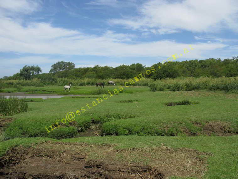 75+19 ha. en Magdalena (BA)