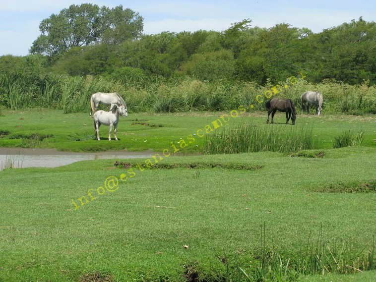 75+19 ha. en Magdalena (BA)