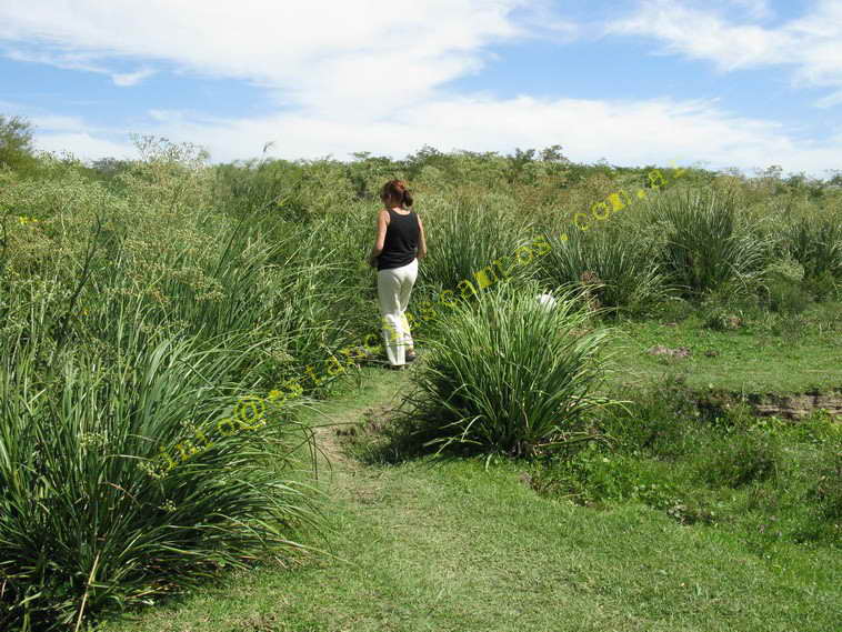 75+19 ha. en Magdalena (BA)