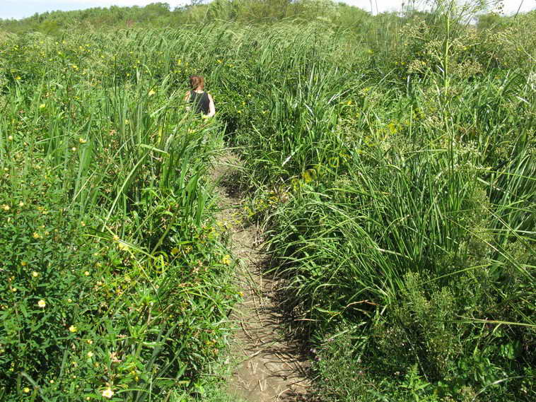 75+19 ha. en Magdalena (BA)