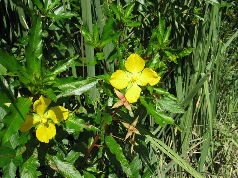 75+19 ha. en Magdalena (BA)