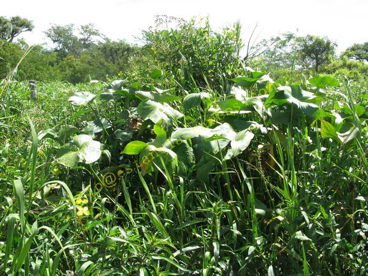 75+19 ha. en Magdalena (BA)