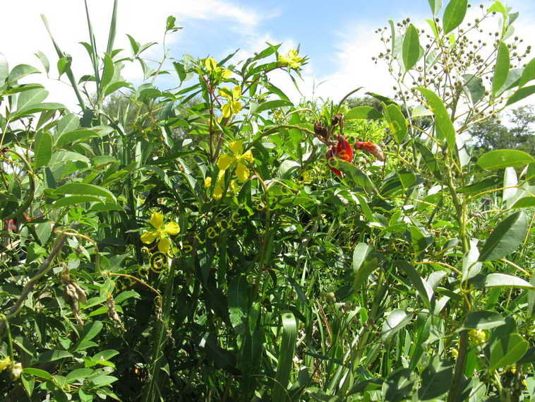 75+19 ha. en Magdalena (BA)