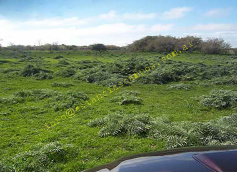 75+19 ha. en Magdalena (BA)