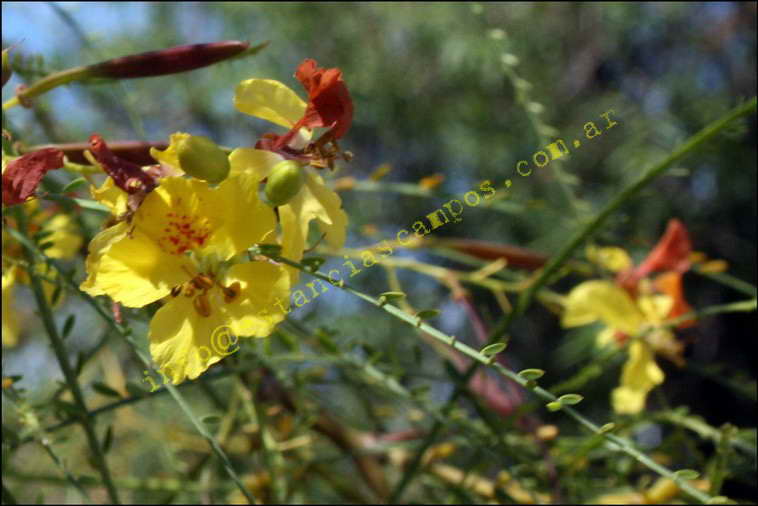 75+19 ha. en Magdalena (BA)