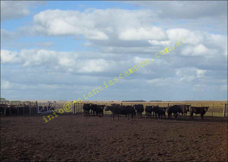 958 ha. en Saavedra (Buenos Aires)