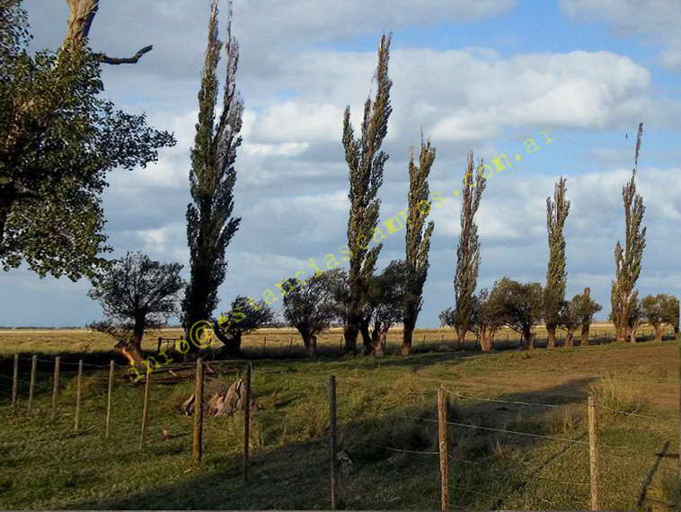 958 ha. en Saavedra (Buenos Aires)