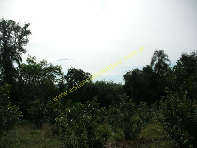 25 hect�reas en Campo Grande  (Misiones)