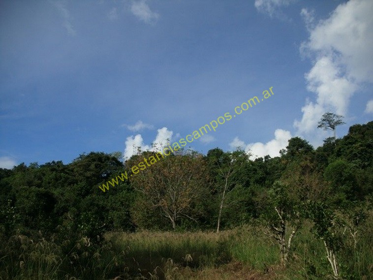 25 hect�reas en Campo Grande  (Misiones)