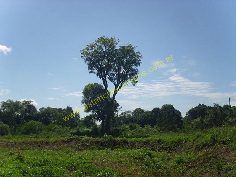 25 hect�reas en Campo Grande  (Misiones)
