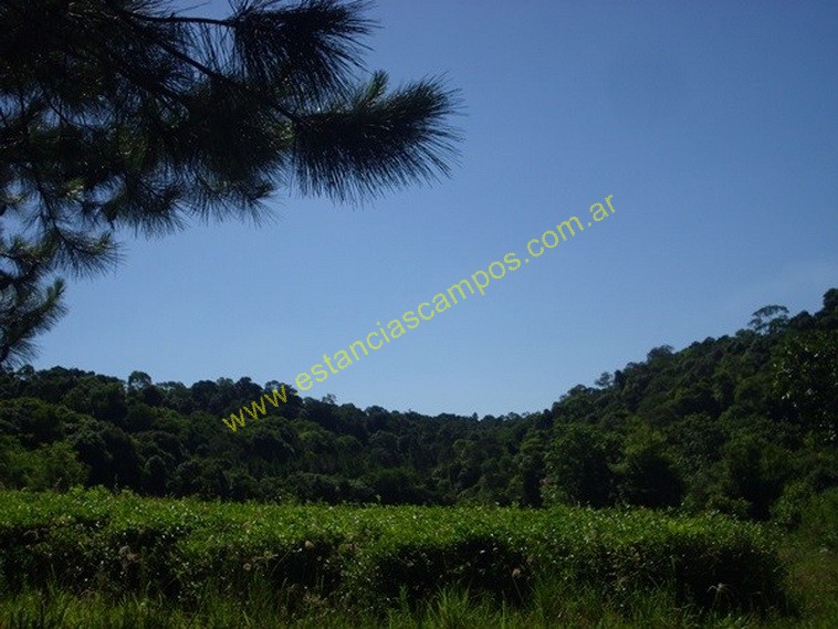 25 hect�reas en Campo Grande  (Misiones)