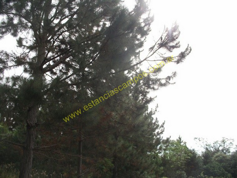 25 hect�reas en Campo Grande  (Misiones)