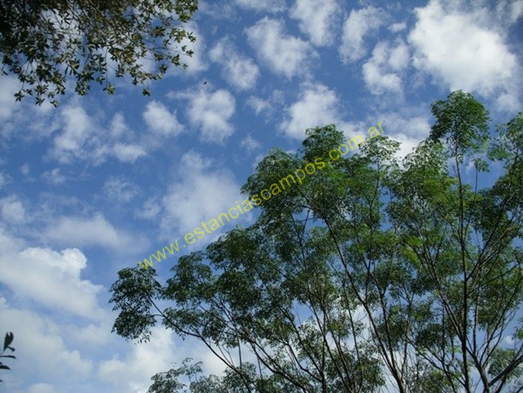 25 hect�reas en Campo Grande  (Misiones)