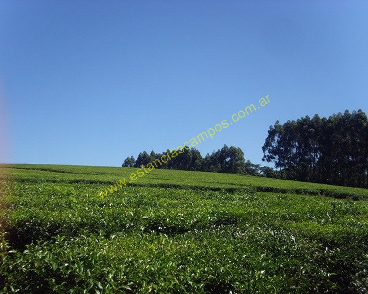 25 hect�reas en Campo Grande  (Misiones)