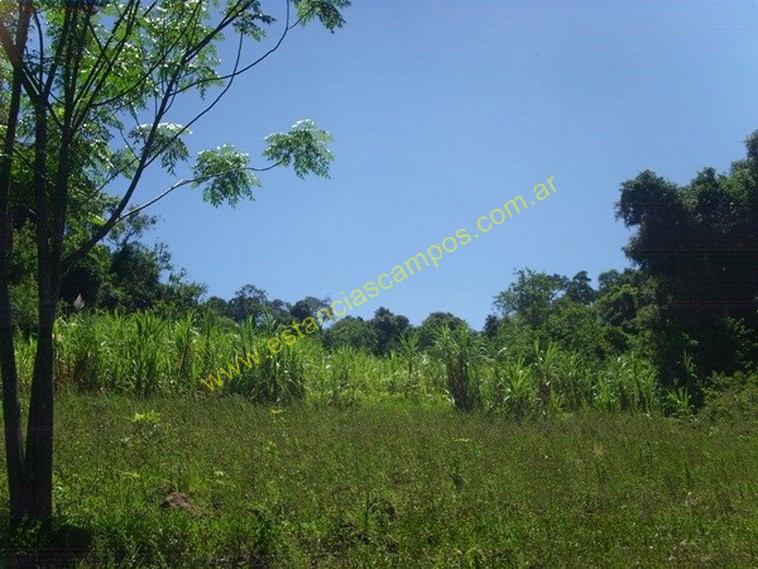 25 hect�reas en Campo Grande  (Misiones)