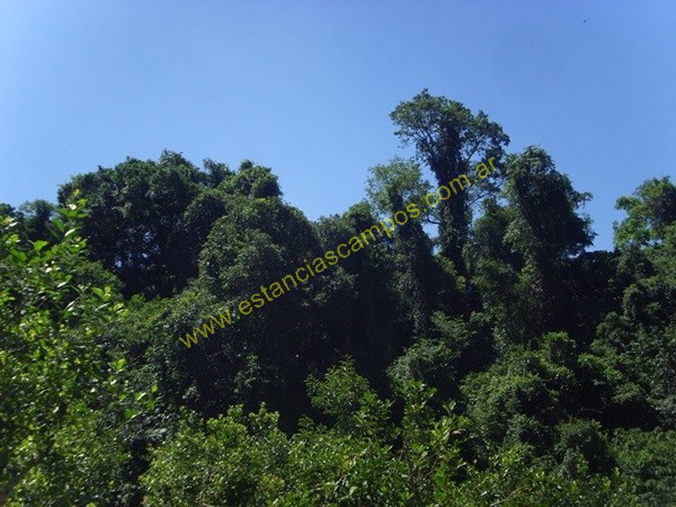 25 hect�reas en Campo Grande  (Misiones)