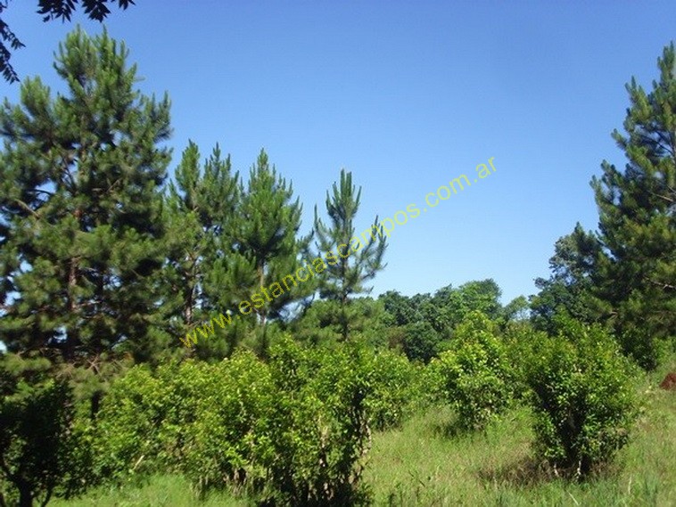25 hect�reas en Campo Grande  (Misiones)