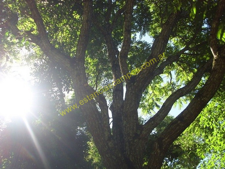 25 hect�reas en Campo Grande  (Misiones)