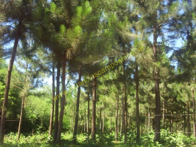 25 hect�reas en Campo Grande  (Misiones)