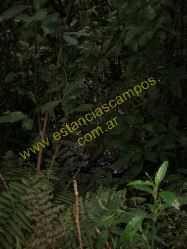 25 hect�reas en Campo Grande  (Misiones)