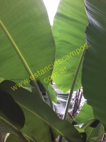 25 hect�reas en Campo Grande  (Misiones)