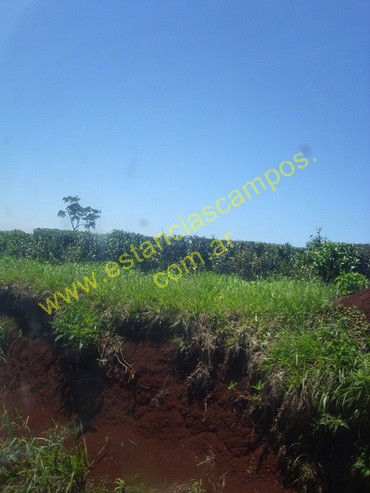 25 hect�reas en Campo Grande  (Misiones)