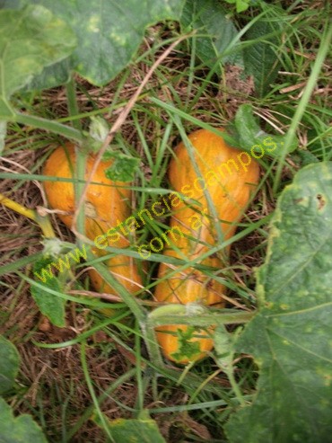 25 hect�reas en Campo Grande  (Misiones)