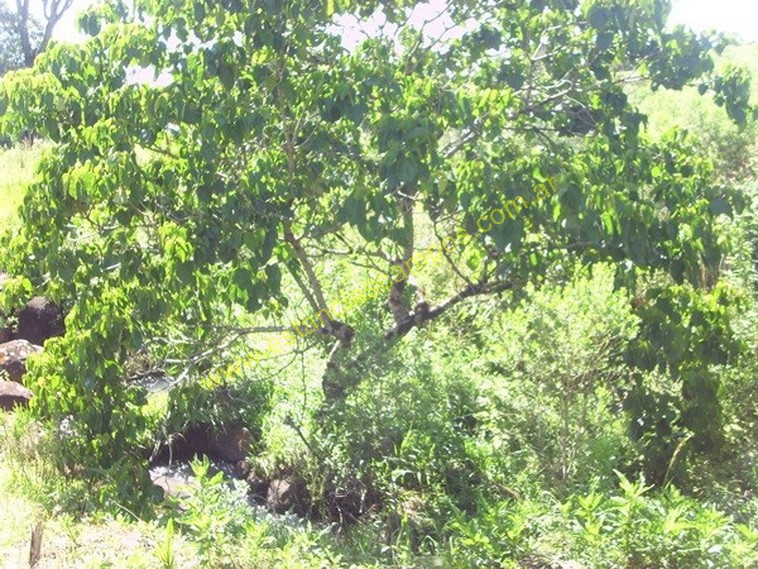 25 hect�reas en Campo Grande  (Misiones)