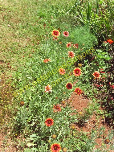 25 hect�reas en Campo Grande  (Misiones)