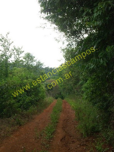 25 hect�reas en Campo Grande  (Misiones)