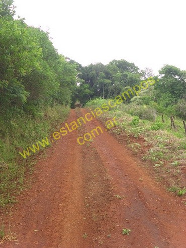 25 hect�reas en Campo Grande  (Misiones)
