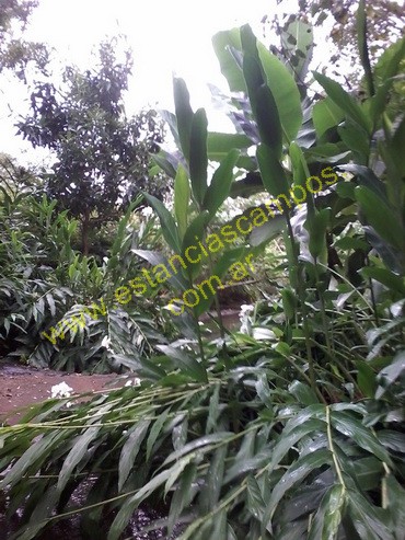 25 hect�reas en Campo Grande  (Misiones)