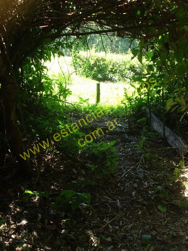 25 hect�reas en Campo Grande  (Misiones)