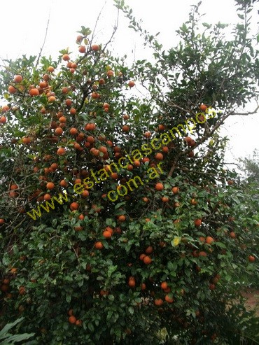 25 hect�reas en Campo Grande  (Misiones)
