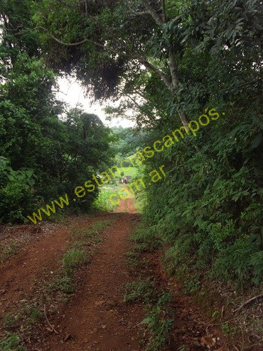 25 hect�reas en Campo Grande  (Misiones)