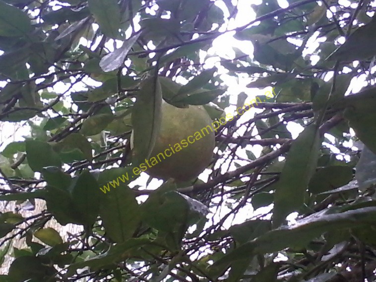 25 hect�reas en Campo Grande  (Misiones)