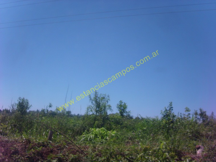 25 hect�reas en Campo Grande  (Misiones)