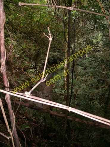 25 hect�reas en Campo Grande  (Misiones)