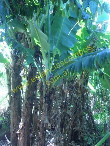 25 hect�reas en Campo Grande  (Misiones)