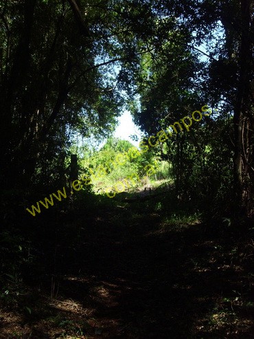 25 hect�reas en Campo Grande  (Misiones)