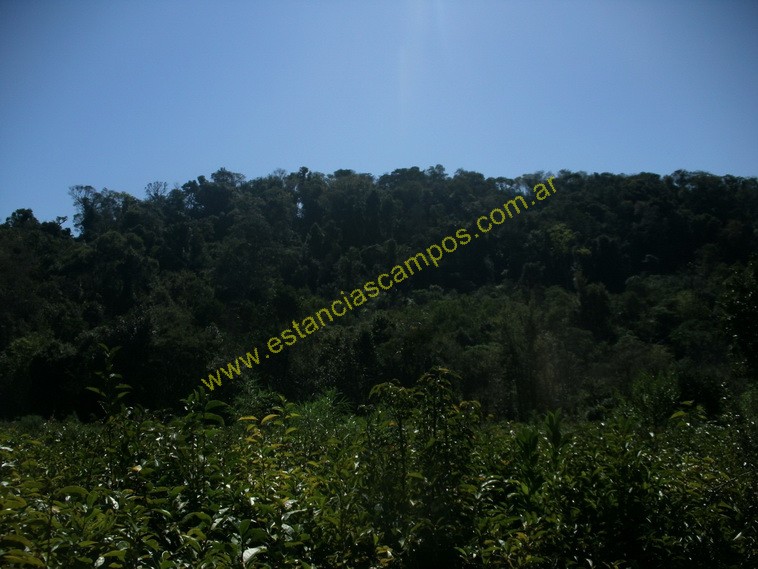 25 hect�reas en Campo Grande  (Misiones)