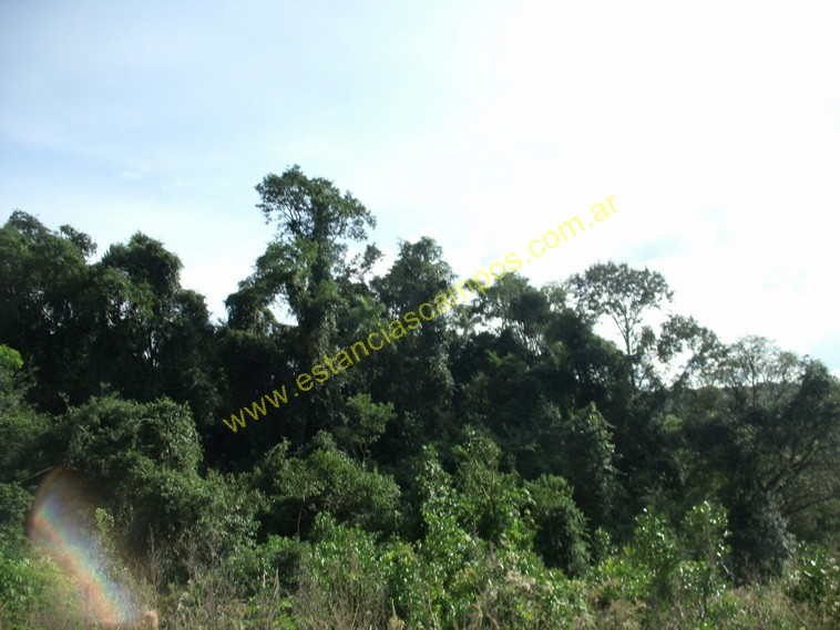 25 hect�reas en Campo Grande  (Misiones)