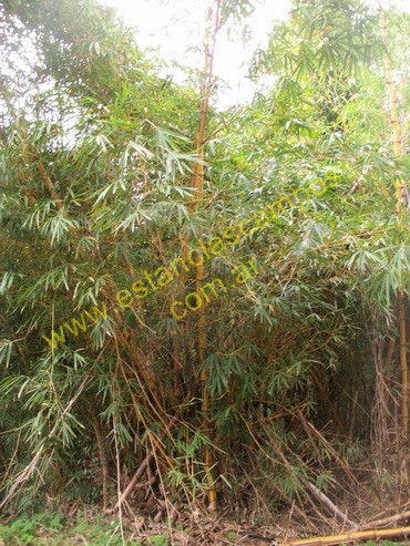 25 hect�reas en Campo Grande  (Misiones)