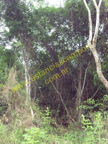 25 hect�reas en Campo Grande  (Misiones)