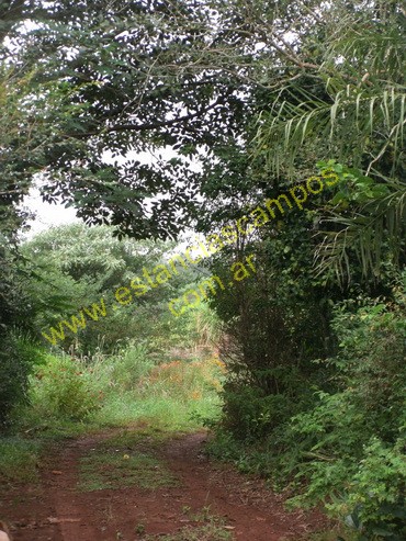 25 hect�reas en Campo Grande  (Misiones)
