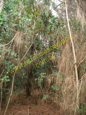 25 hect�reas en Campo Grande  (Misiones)