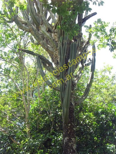 25 hect�reas en Campo Grande  (Misiones)