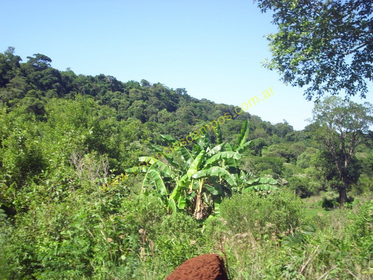 25 hect�reas en Campo Grande  (Misiones)